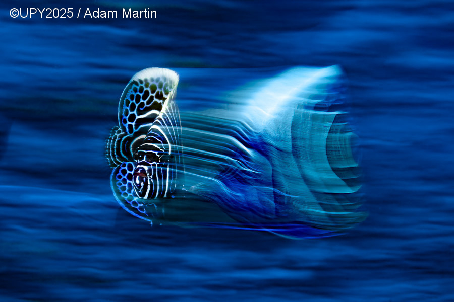 © Adam Martin © Adam Martin