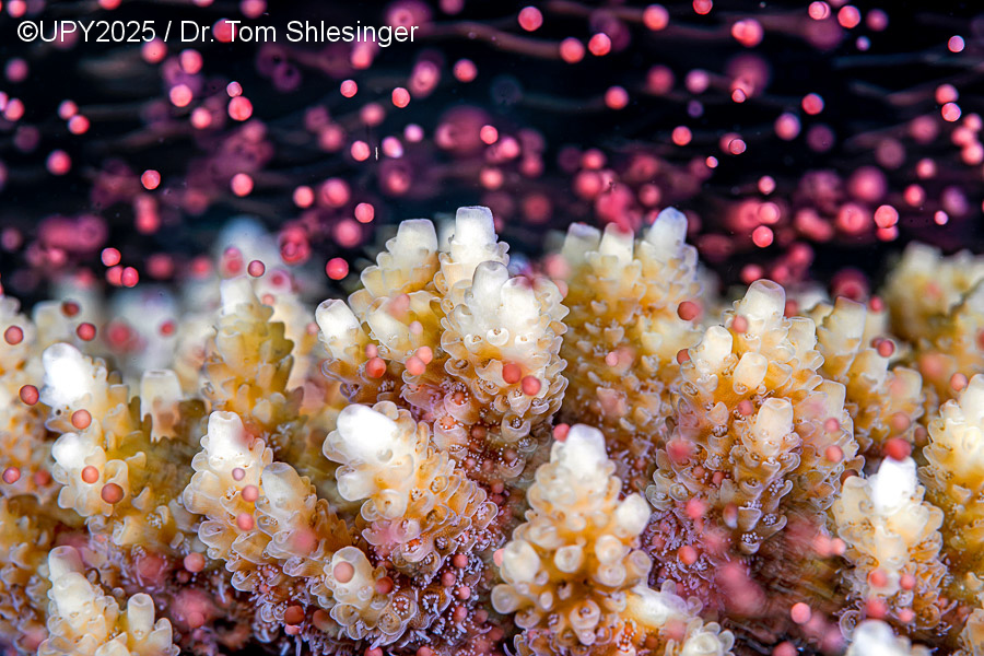 © Dr. Tom Shlesinger © Dr. Tom Shlesinger