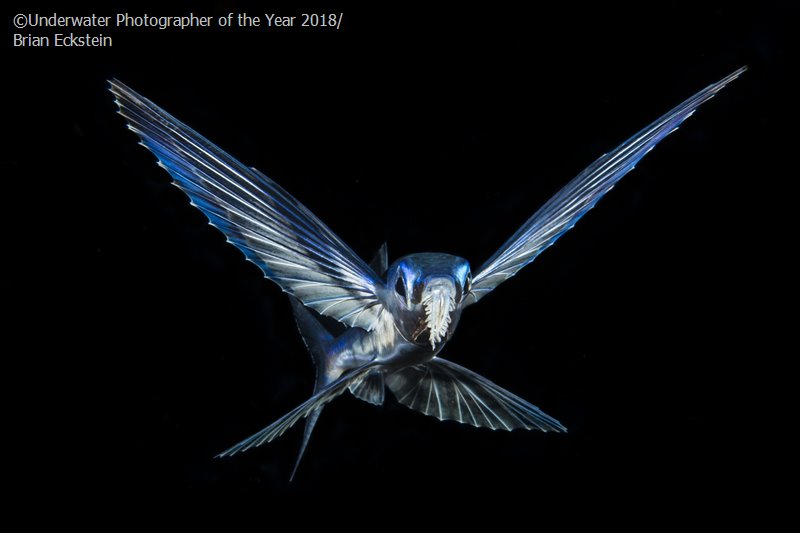 昂科拉论坛 03 正文   colored - hannah nies   hummingfish