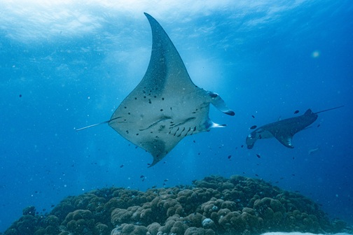 Manta ray